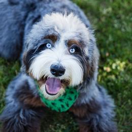 Theo - Bernedoodle