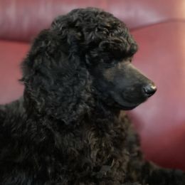 Poodle Puppies from Rosebud Standard Poodles