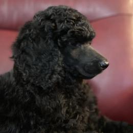 Poodle Puppies from Rosebud Standard Poodles