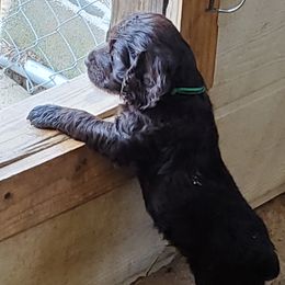 Boykin Spaniel and Cockapoo Puppies from Waddell-Kennels
