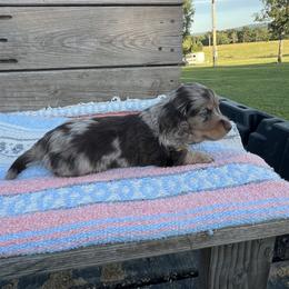 Dachshund Puppies from 4E Dachshunds