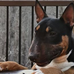 Miniature Bull Terriers from Barton's Miniature Bull Terrier