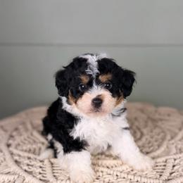 West - Tri-color male Bernedoodle puppy in Sweetwater, Florida from Sandy Snout Doodles