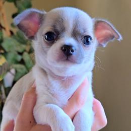 Mack - Sable spotted white male Chihuahua puppy in Downey, Idaho from Seven Diamond Chihuahua's