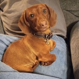 Dachshund All Grown Up from AMC Dachshunds
