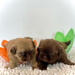 Shih Tzu Puppies from Arizona Sunrise Shih Tzus