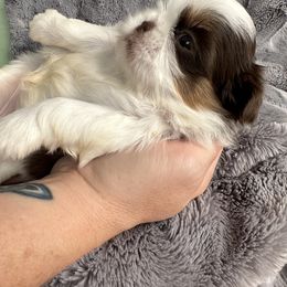 Shih Tzu Puppies from LaDawn’s Little Lions