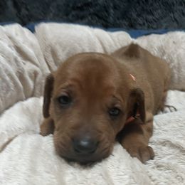 Rhodesian Ridgeback Puppies from blueridgebacks