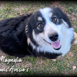 Australian Shepherd and Pembroke Welsh Corgi Puppies from Lewis Aussie’s & Corgi’s