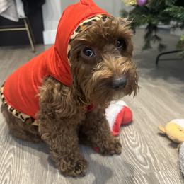 Moana - Cavapoo