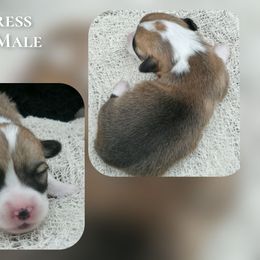 Cypress - Red male Pembroke Welsh Corgi puppy in Charleroi, Pennsylvania from Twilight Hollow Corgis