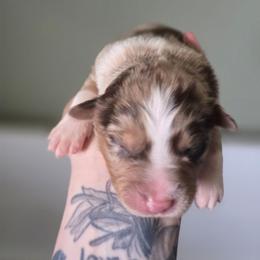 Meerkat - Red merle female Australian Shepherd puppy in London, Kentucky from Kenmont Kennels