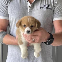 Olive - Female 3 - Red female Pembroke Welsh Corgi puppy in Jefferson, South Carolina from Blue Creek Farms