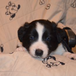 Turbo - Border Collie puppy in Grapevine, Texas from Cates Border Collies