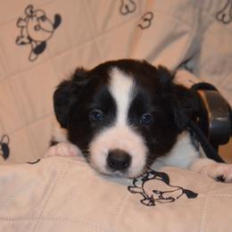 Turbo - Border Collie puppy in Grapevine, Texas from Cates Border Collies