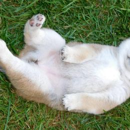 Shiba Inu Puppies from Kawako Shiba Inu