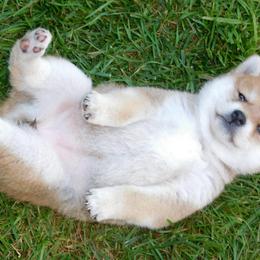 Shiba Inu Puppies from Kawako Shiba Inu