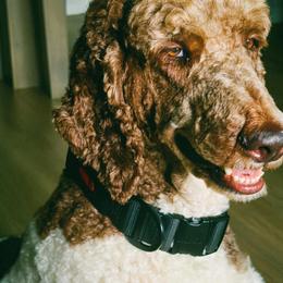 Whiskey - Parti male Poodle puppy in Copperas Cove, Texas from Poodles of Valor