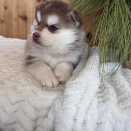 Twix - Chocolate female Pomsky puppy in Staples, Minnesota from Ritzy Puppies