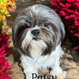 Patsy - Shih Tzu