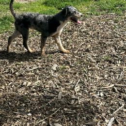 Duke - Bernedoodle