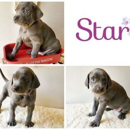 Weimaraner Puppies from LAAT Weims