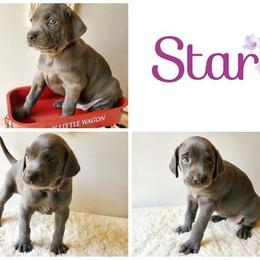 Weimaraner Puppies from LAAT Weims