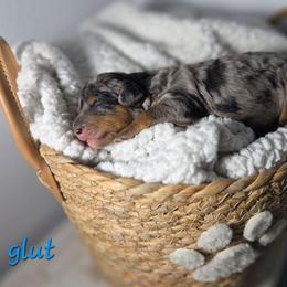 Glut - Blue merle male Aussiedoodle puppy in Saint Cloud, Florida from Jagged Oaks Farm