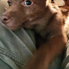 Beavis - Chocolate male Schipperke puppy in Seymour, Missouri from Delilah's Destiny's Schipperkes