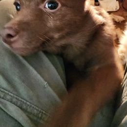 Beavis - Chocolate male Schipperke puppy in Seymour, Missouri from Delilah's Destiny's Schipperkes
