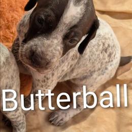 Butterball - Liver roan female German Shorthaired Pointer puppy in Boulder Creek, California from Paloma Vista Ranch