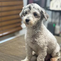 Maggie Mae - Maltipoo