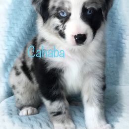 Australian Shepherd Puppies from Cahaba Australian Shepherds
