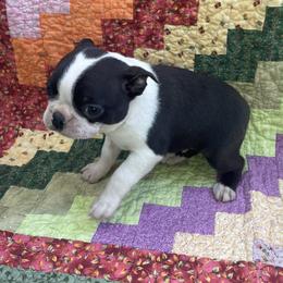 Eli - Black brindle and white male Boston Terrier puppy in Fillmore, Illinois from Wind Hill Puppies