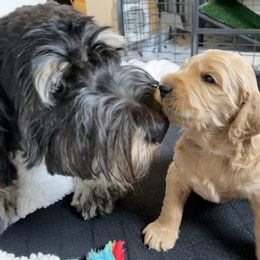 Bernedoodle and Goldendoodle Puppies from Draper Doodles