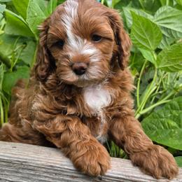 Nutmeg - Brown male Cavapoo puppy in Syracuse, Utah from Just Doodling Dogs
