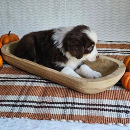 Roper - Red tri-color male Australian Shepherd puppy in Mountain Grove, Missouri from K Bar H Farms