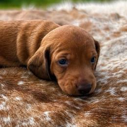 Scooby - Red male Dachshund puppy in Purdy, Missouri from Shotgun Pups
