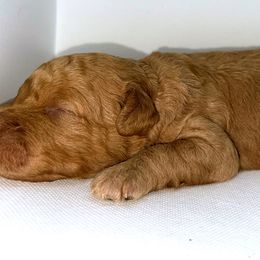 Goldendoodle and Poodle Puppies from RoyalPaws_Miami