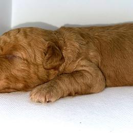 Goldendoodle and Poodle Puppies from RoyalPaws_Miami