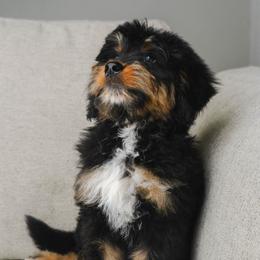 Solstice - Phantom female Bernedoodle puppy in Glendale, Arizona from Arizona Bernedoodles
