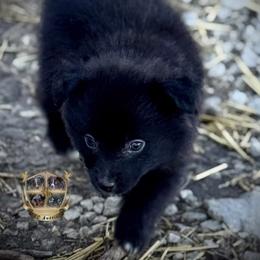 Glenda - female Toy Australian Shepherd puppy in El Dorado Springs, Missouri from HP Aussie Kennels