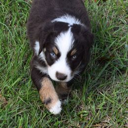 Venture - Red tri-color male Australian Shepherd puppy in Falcon, Missouri from www.maubachranch.com
