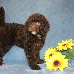 Poodle Puppies from 'Capon Cuties