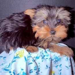 Boy 1 bigger - Black and gold male Yorkshire Terrier puppy in Bakersfield, California from Yorkie To My Heart