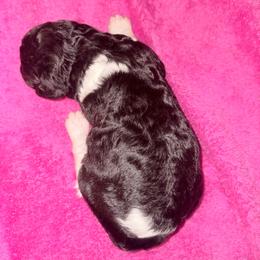 Persephone - Parti female Poodle puppy in Meadowbrook, California from Standard Poodle Pups