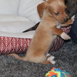 Dachshund and Pug Puppies from Wiggle'n V Ranch