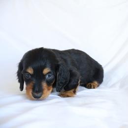 Jax - Black and tan male Dachshund puppy in Fredericksburg, Ohio from William's Dachshunds