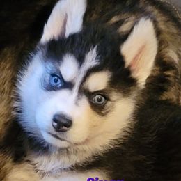 Siuan - Black and white female Siberian Husky puppy in Meridian, Mississippi from JJ's Huskies