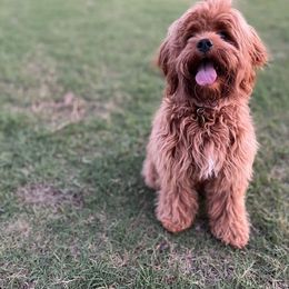Cockapoo and Goldendoodle All Grown Up from Southern Belle Doodles